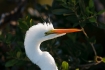 Ardea-alba;Breeding-Behavior;Breeding-Plumage;Egret;Great-Egret;One;avifauna;bir